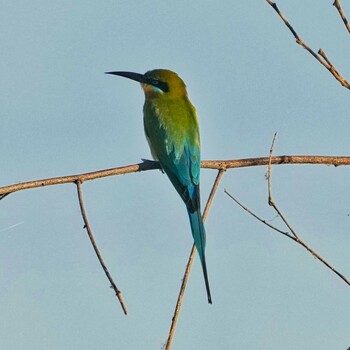 Blue-tailed Bee-eater Bueng Boraphet Bird Park Sat, 1/1/2022