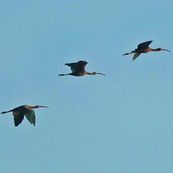 Glossy Ibis Bueng Boraphet Bird Park Sat, 1/1/2022