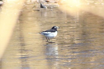 Sun, 1/2/2022 Birding report at 祖父江ワイルドネイチャー緑地