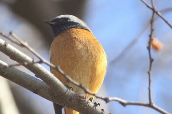 ジョウビタキ 祖父江ワイルドネイチャー緑地 2022年1月2日(日)