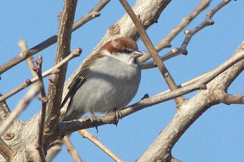 ニュウナイスズメ 愛知県稲沢市祖父江町35°14'56.6"N 136°41'54.7"E 2022年1月2日(日)