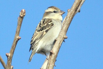 ニュウナイスズメ 愛知県稲沢市祖父江町35°14'56.6"N 136°41'54.7"E 2022年1月2日(日)