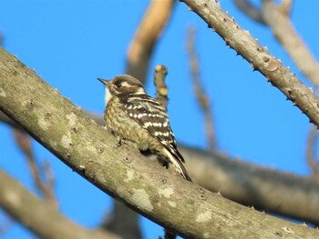 コゲラ 向山公園 2022年1月1日(土)