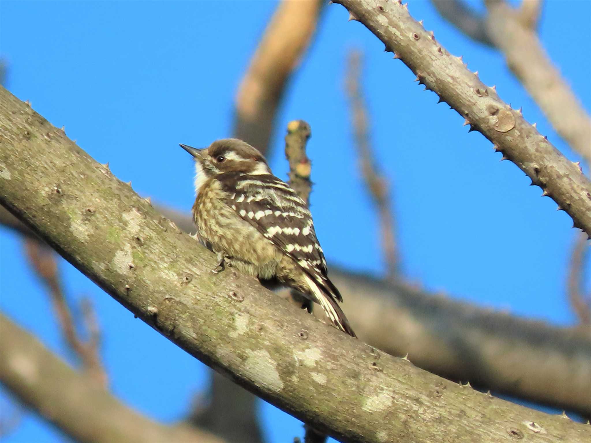 苅田町向山公園　ジョウビタキの画像 by みそっち