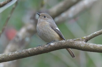 ジョウビタキ 滋賀県甲賀市甲南町創造の森 2022年1月3日(月)