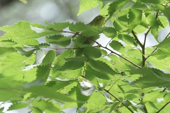 メジロ 滋賀県甲賀市甲南町創造の森 2017年6月26日(月)