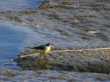 2022年1月3日(月) 山田川の野鳥観察記録