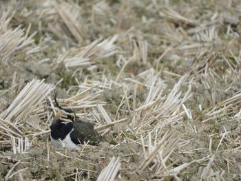 タゲリ 木津川市 2022年1月1日(土)