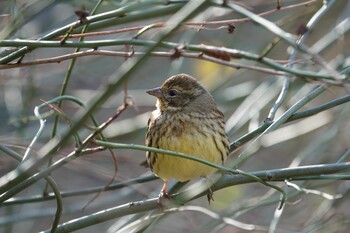 2022年1月3日(月) 明治神宮御苑の野鳥観察記録