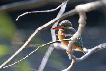 カワセミ 明治神宮御苑 2022年1月3日(月)