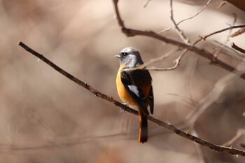 ジョウビタキ 芝川第一調節池(芝川貯水池) 2022年1月3日(月)