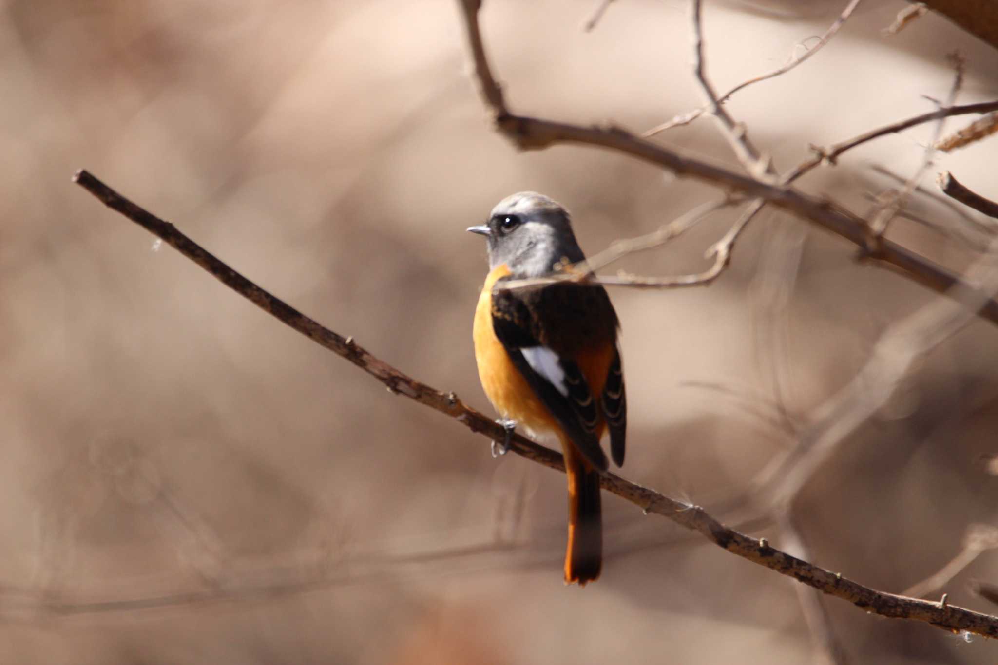 Daurian Redstart