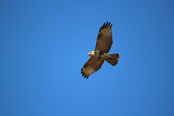 2022年1月3日(月) 芝川第一調節池(芝川貯水池)の野鳥観察記録