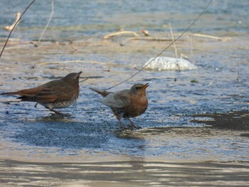 Naumann's Thrush 中国農業展覧館(北京) Mon, 1/3/2022