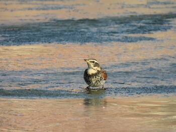 Dusky Thrush 中国農業展覧館(北京) Mon, 1/3/2022