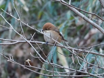 2022年1月3日(月) 東高根森林公園の野鳥観察記録