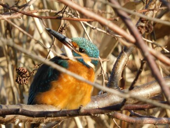 Mon, 1/3/2022 Birding report at Mizumoto Park