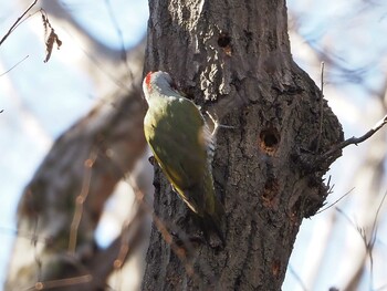 2022年1月3日(月) 生田緑地の野鳥観察記録