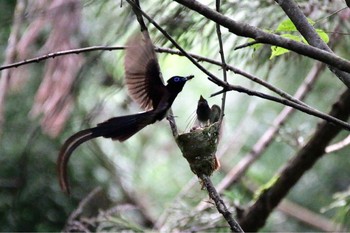 サンコウチョウ 場所が不明 撮影日未設定