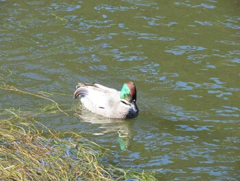 Sun, 12/26/2021 Birding report at Imperial Palace