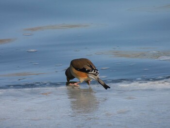 Chinese Grosbeak 中国農業展覧館(北京) Mon, 1/3/2022