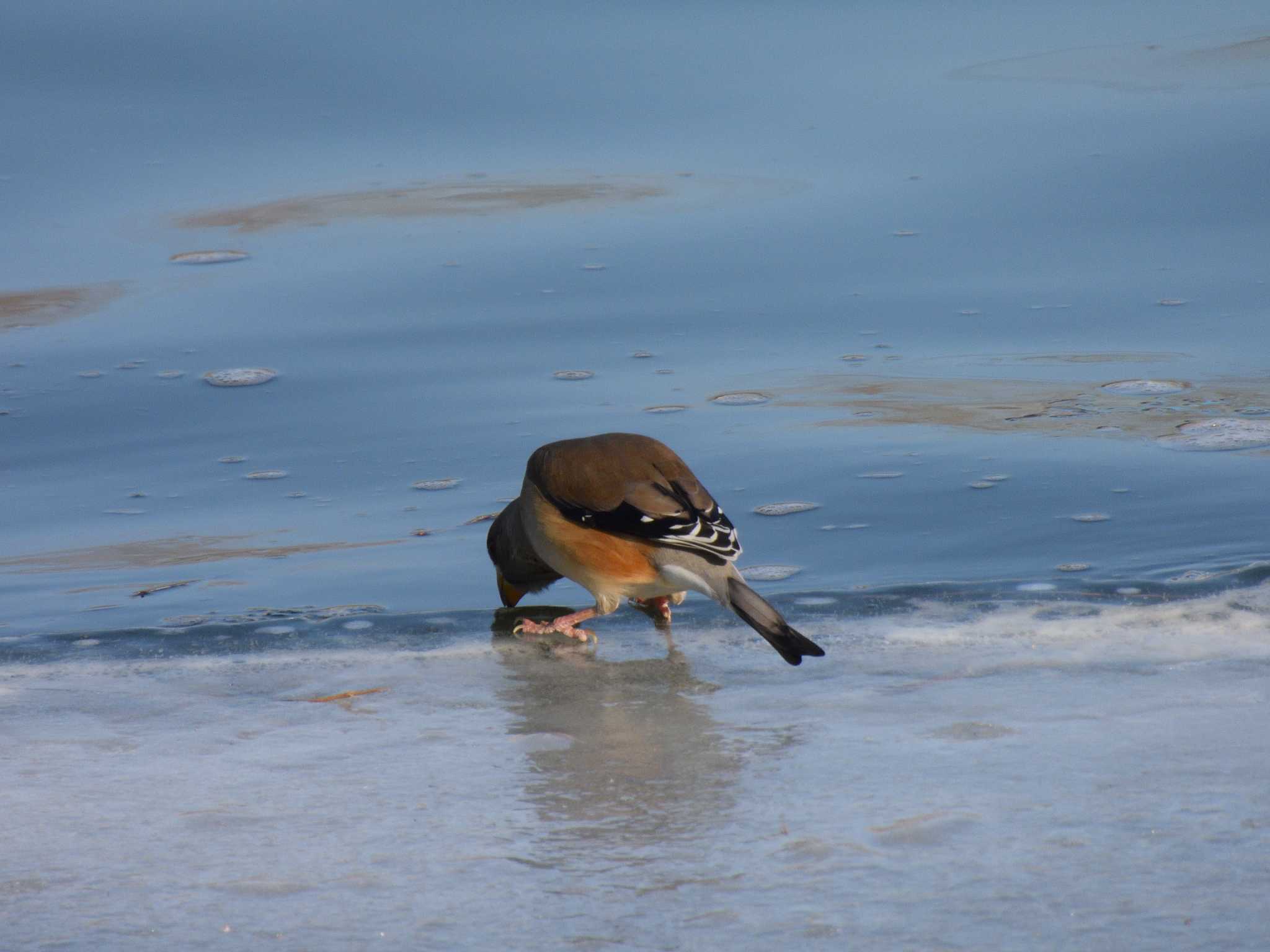 Chinese Grosbeak