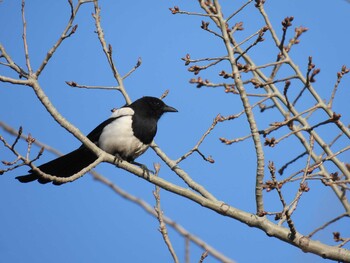 Eurasian Magpie 中国農業展覧館(北京) Mon, 1/3/2022