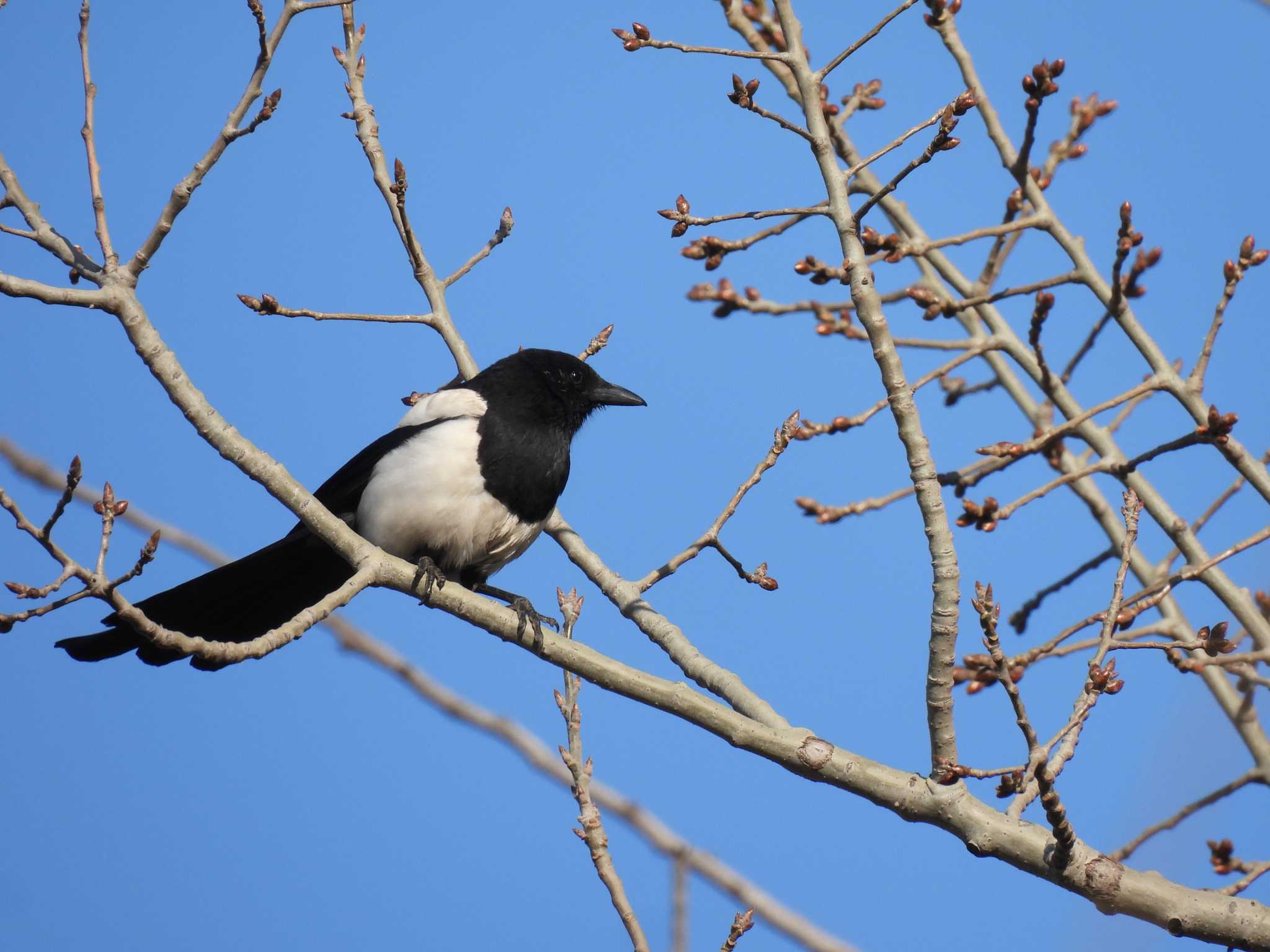 Eurasian Magpie