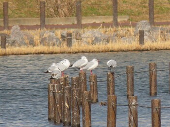 ユリカモメ 亀戸中央公園 2022年1月3日(月)