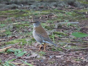 2022年1月3日(月) 亀戸中央公園の野鳥観察記録