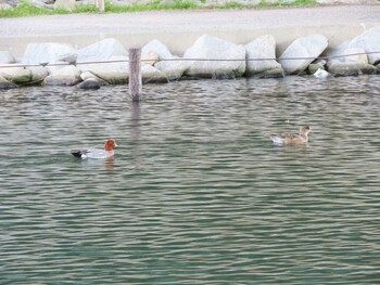 ヒドリガモ 亀戸中央公園 2022年1月3日(月)