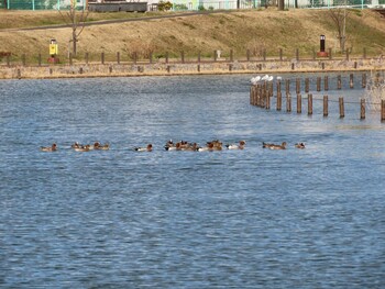 ヒドリガモ 亀戸中央公園 2022年1月3日(月)