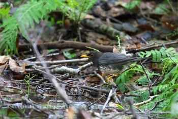 クロツグミ 青森県 2017年6月18日(日)