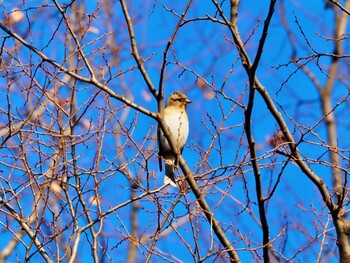 2021年12月29日(水) 昭和記念公園の野鳥観察記録