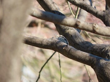 コゲラ 亀戸中央公園 2022年1月3日(月)