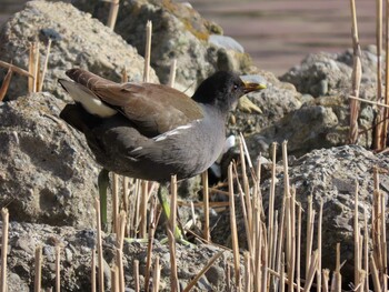 Mon, 1/3/2022 Birding report at 旧中川水辺公園