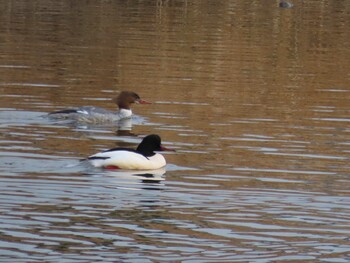 2021年12月29日(水) 桂川の野鳥観察記録