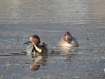 Eurasian Teal 深泥池 Mon, 1/3/2022