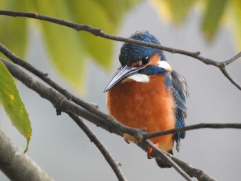 Common Kingfisher 京都市宝ヶ池公園 Mon, 1/3/2022