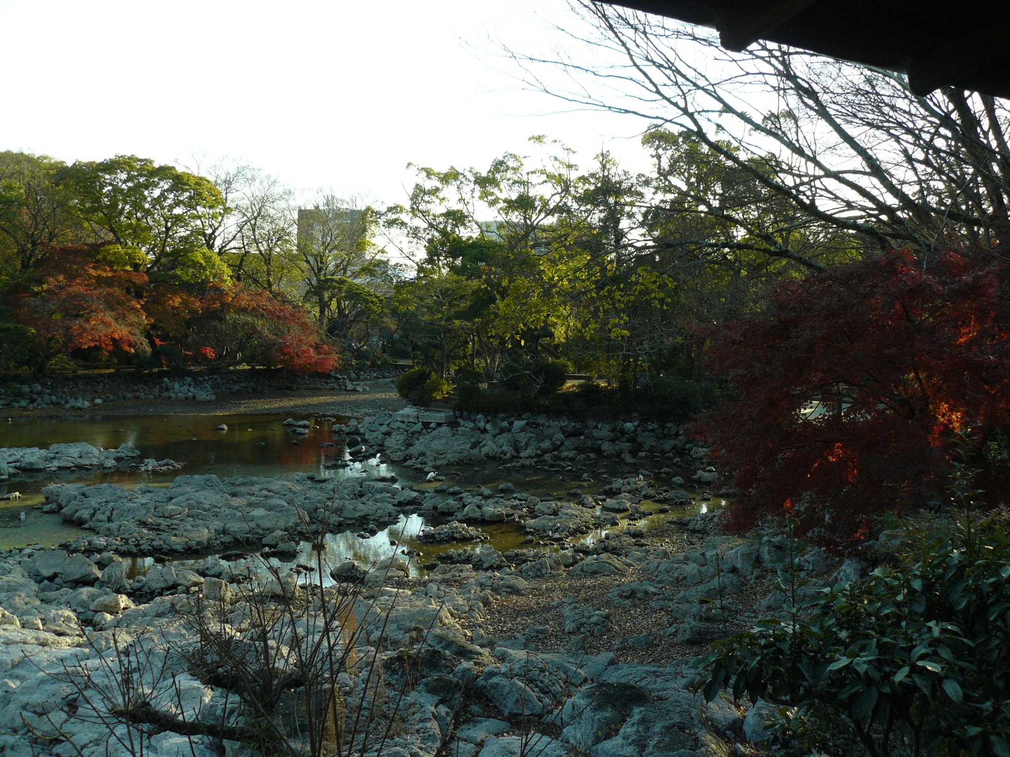 三島  マガモの写真 by koshi