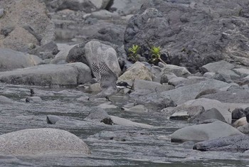 Crested Kingfisher Unknown Spots Thu, 6/29/2017