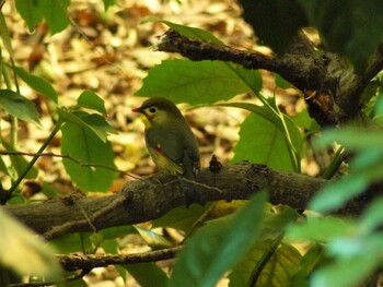 2021年12月12日(日) 三島 の野鳥観察記録