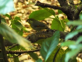 ソウシチョウ 三島  2021年12月12日(日)