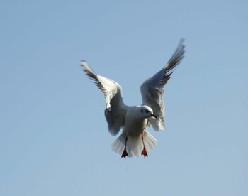 Black-headed Gull Osaka Tsurumi Ryokuchi Mon, 1/3/2022