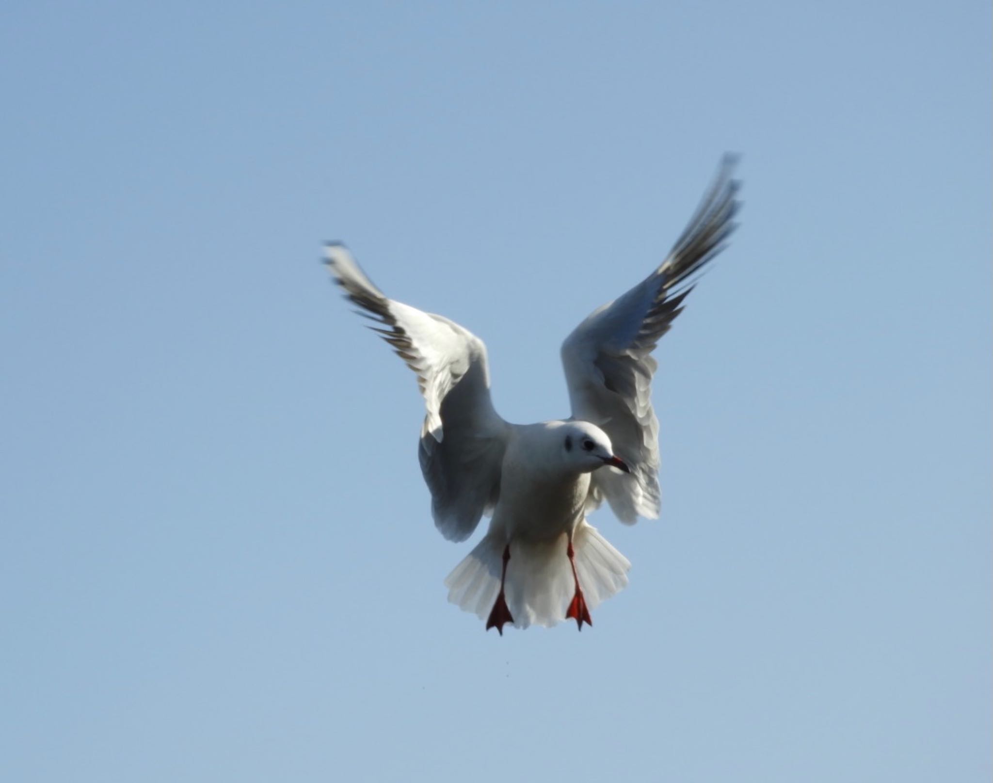 Black-headed Gull