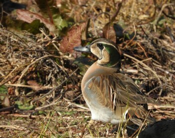 Baikal Teal Osaka Tsurumi Ryokuchi Mon, 1/3/2022