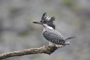 Crested Kingfisher Unknown Spots Thu, 6/29/2017