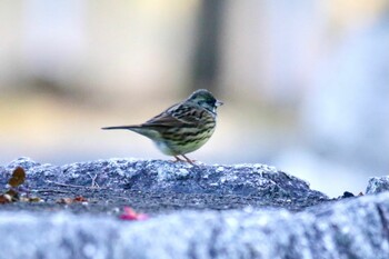 アオジ 山口県下松市恋路 2022年1月3日(月)