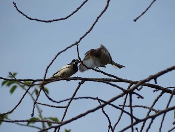 White Wagtail Shinjuku Gyoen National Garden Thu, 6/29/2017