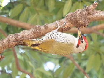 アオゲラ こども自然公園 (大池公園/横浜市) 2022年1月3日(月)